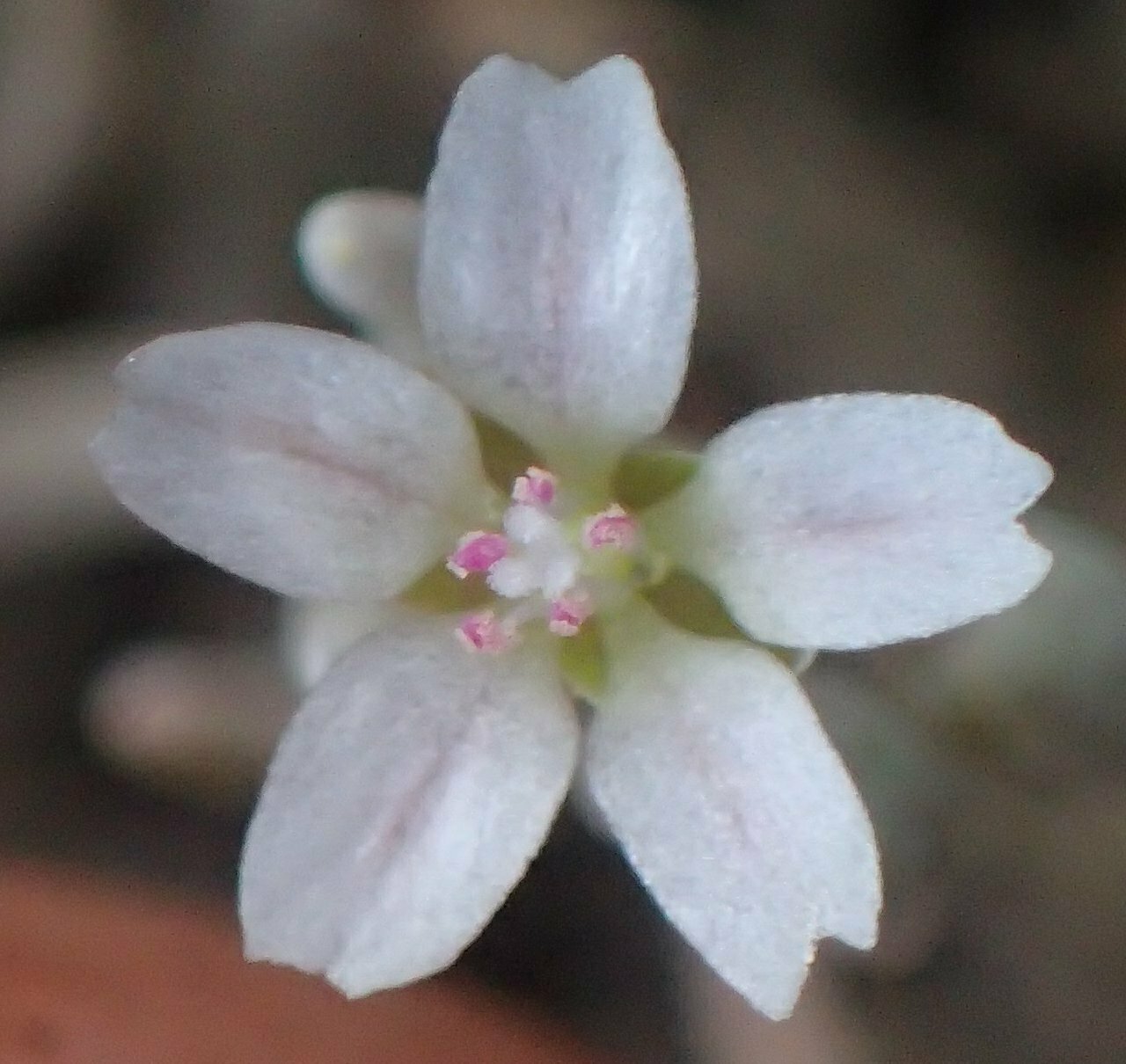 High Resolution Claytonia exigua Flower